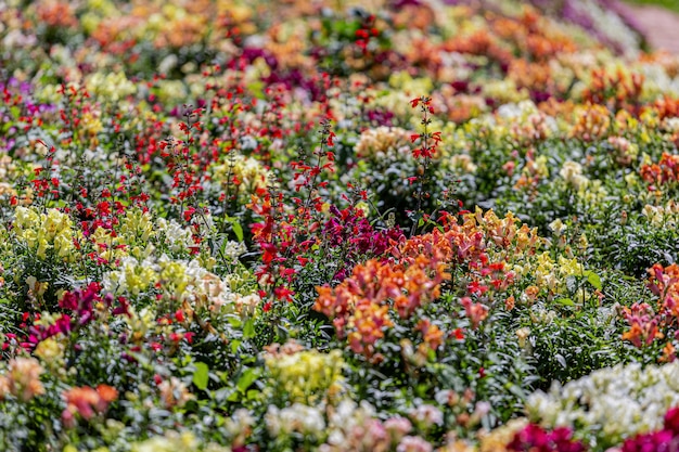 Multi fleur avec arrière-plan flou