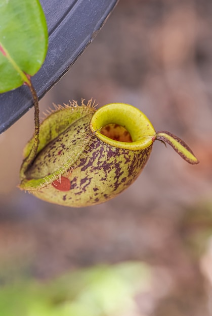 Multi type de plante Nepenthes