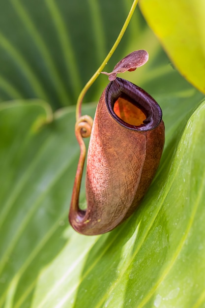 Multi type de plante Nepenthes