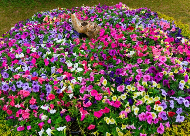 Multicolore de fleurs de pétunias.