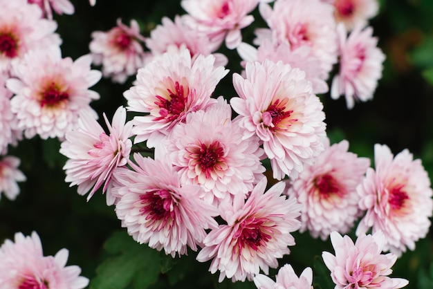 Photo multiflora rose de chrysanthème avec un centre foncé en automne dans le jardin