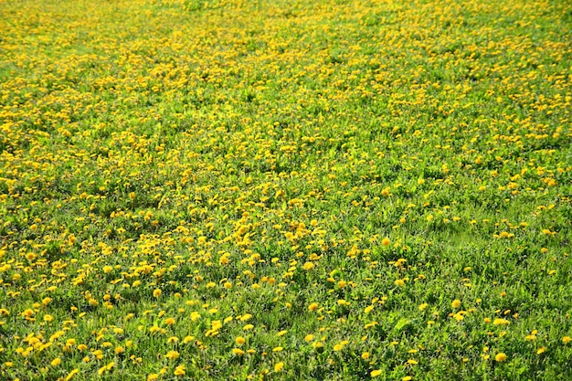 Multitude de pissenlits sur prairie