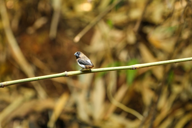 Munia à croupion blanc (Lonchura striata)