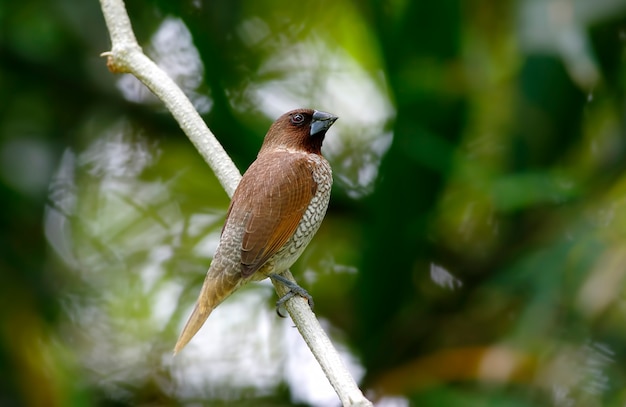 Photo munia lonchura punctulata à poitrine écailleuse beaux oiseaux de thaïlande