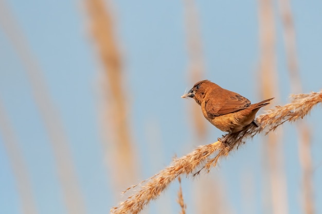 munia à poitrine écailleuse cueillette de la nourriture d'une plante