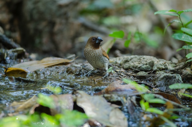 Munia à poitrine écailleuse (Lonchura punctulata) dans la nature, Thaïlande