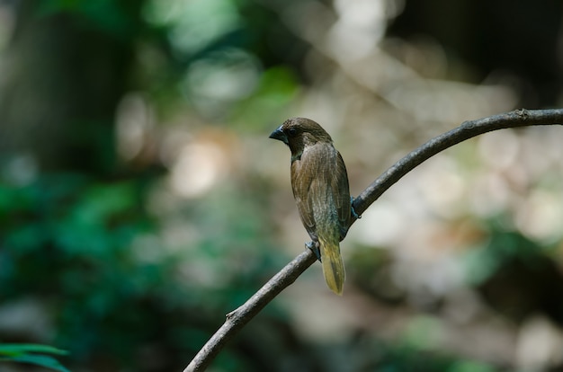 Munia à poitrine squameuse (Lonchura punctulata)