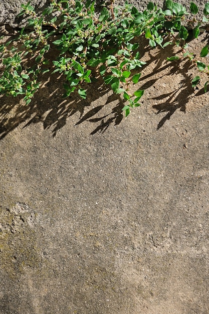 Mur ancien en béton avec branche d&#39;arbre