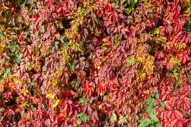 Mur d'automne avec des feuilles colorées