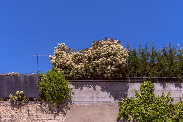 Un mur en béton avec un garde-corps en métal recouvert de fleurs
