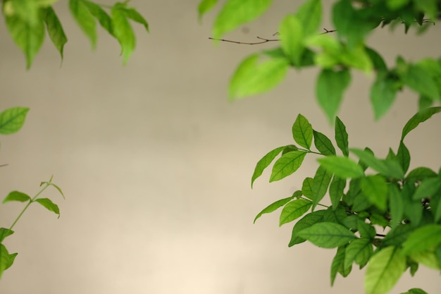 Mur blanc avec fond naturel de feuilles vertes