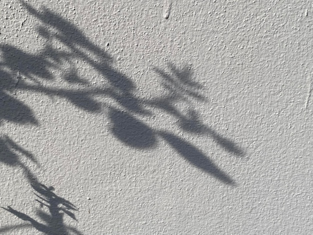 Un mur blanc avec une ombre d'une plante et une plante.