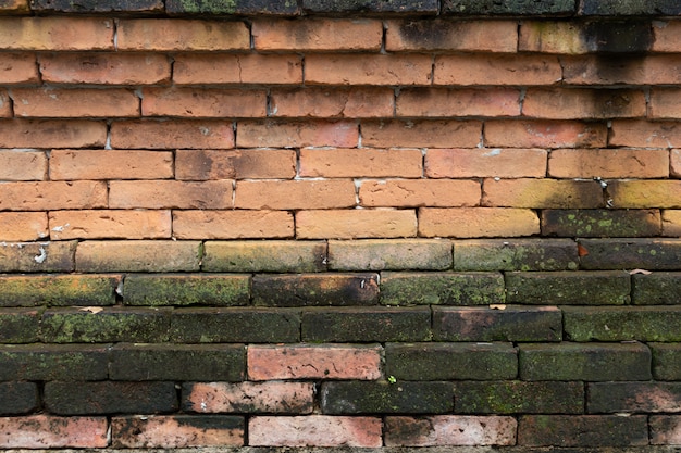 Mur de briques brunes avec des algues vertes