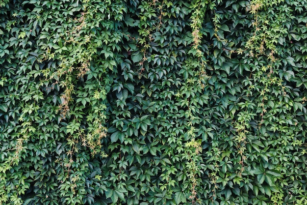 Mur de briques avec du lierre