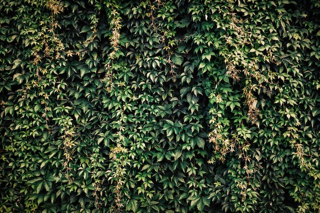 Mur de briques avec du lierre