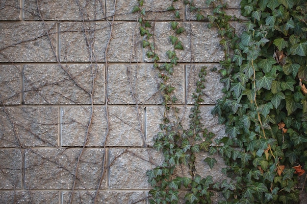 Un mur de briques grises avec du lierre vert et des raisins sauvages. feuilles vertes