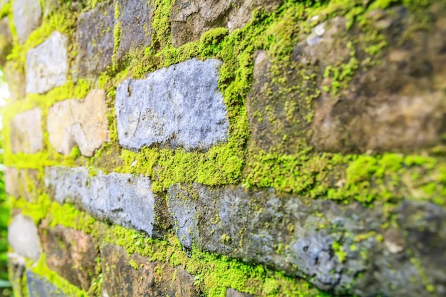 Mur de briques grises et mousse verte en croissance