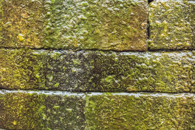 Mur de briques humides avec de la mousse, style balinais