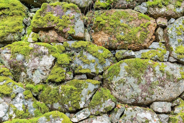 Mur de briques avec de la mousse