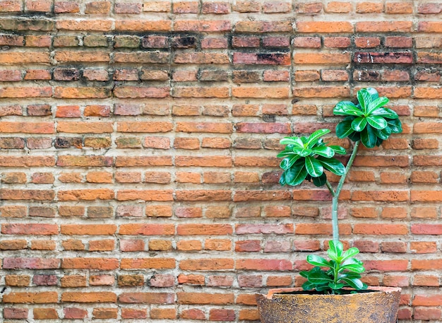 Mur de briques orange décorer avec une petite plante