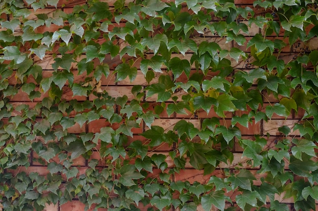Photo mur de briques tressées avec des feuilles de lierre vert. fond de feuilles vertes
