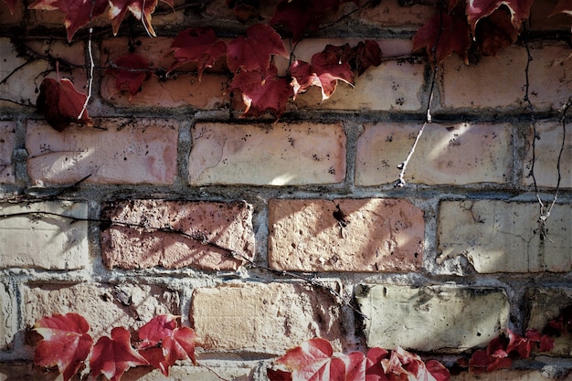 Mur de briques Witherspoon leafs