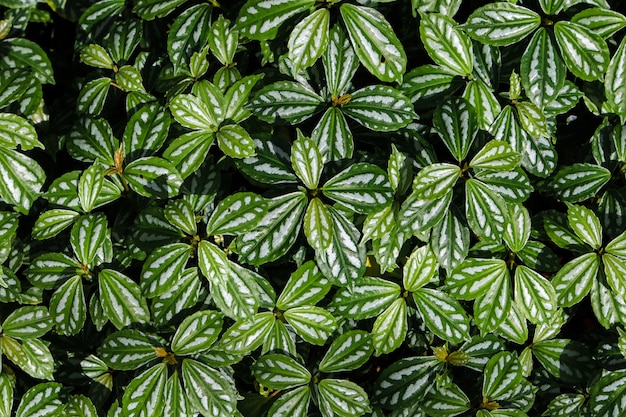 Mur de brousse de lierre vert dans le jardin