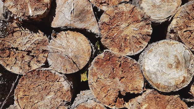 Mur De Bûches De Bois Empilées Gros Plan