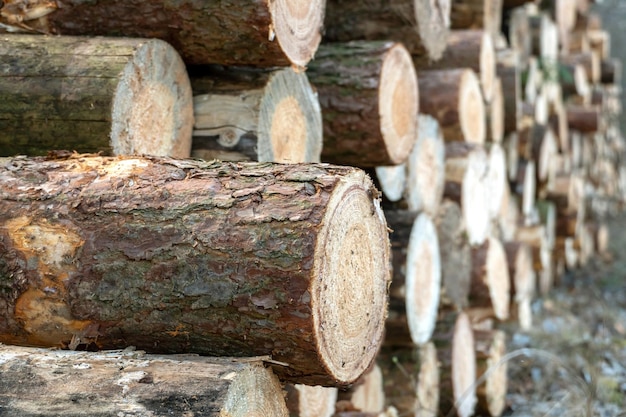 Mur de bûches de bois empilées pour le fond De nombreuses bûches de pin sciées empilées dans une pile vue de face horizontale gros plan Arrière-plan de bûches de bois de chauffage hachées sèches empilées les unes sur les autres dans une pile