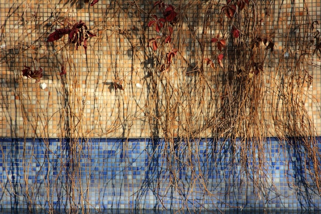 Mur de carreaux de mosaïque de piscine ornementale lierre sur le mur