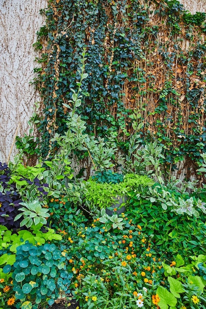 Mur de ciment avec jardins et zone de couverture de lierre