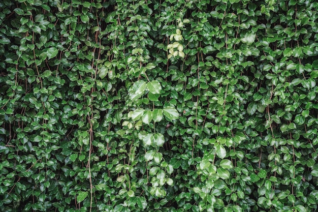 Mur couvert de feuillage de lierre vert