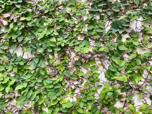 Un mur couvert de feuilles vertes avec le mot "vert" dessus.