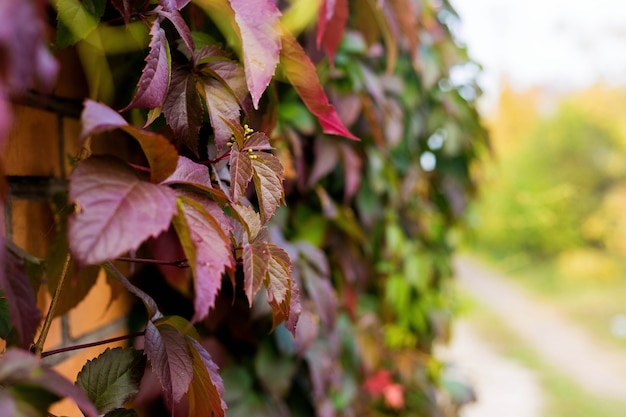 Un mur couvert de feuilles de vigne multicolores à l'automne dans le village