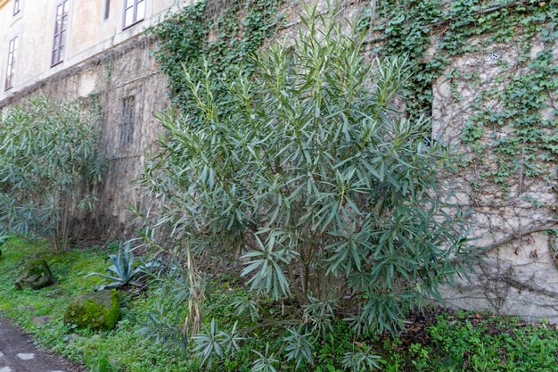 Un mur couvert de lierre et une plante aux feuilles vertes