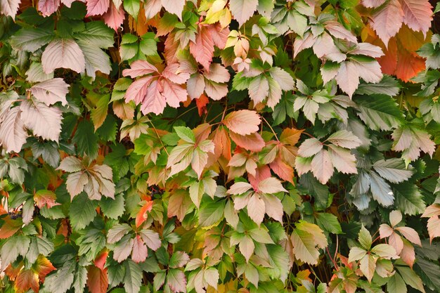 Mur couvert par les feuilles de vigne sauvages Feuillage de couleurs d'automne Fond naturel de plante grimpante