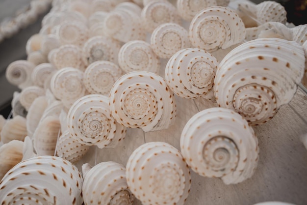 Mur décoré de coquilles Saint-Jacques en enfilade