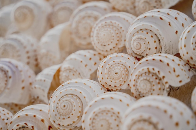 Mur décoré de coquilles Saint-Jacques en enfilade