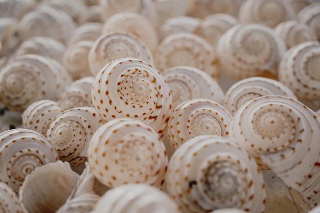 Mur décoré de coquilles Saint-Jacques en enfilade