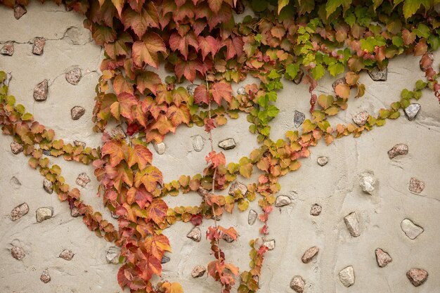 Un mur décoré de pierres et recouvert de lierre.