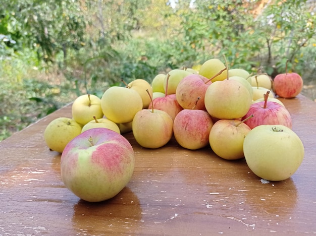 mûr, délicieux, juteux, pommes, sur bois, table, cueillette, récolte, jardinage, jardin