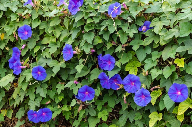 Le mur du bâtiment est blanc entouré de fleurs bleues