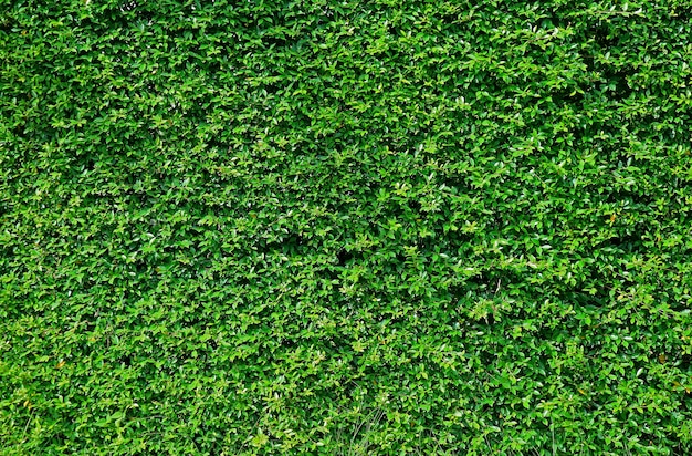 Le mur du jardin recouvert de feuillage vert intense de plantes tropicales, Bangkok, Thaïlande