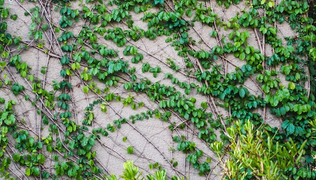 Mur d'escalade de lierre. sur fond blanc. Lierre vert. Plante grimpante murale suspendue au-dessus. Décoration de jardin vignes de lierre