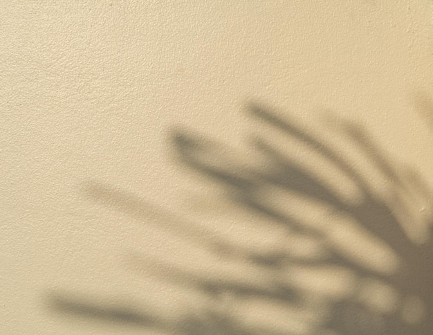 Mur extérieur avec enduit lisse Soleil du matin avec ombres de branches et de feuilles