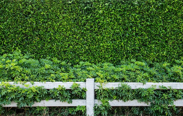 mur de feuilles vertes et fond de clôture blanche