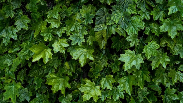 Un mur de feuilles vertes avec le mot lierre dessus.