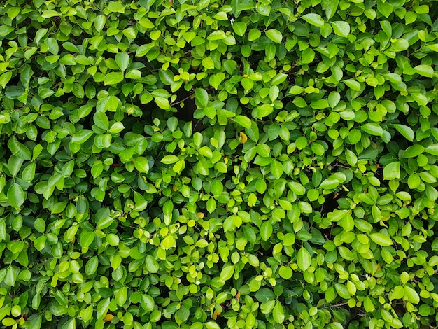 Mur de feuilles vertes naturelles. L'abstrait des feuilles vertes naturelles.