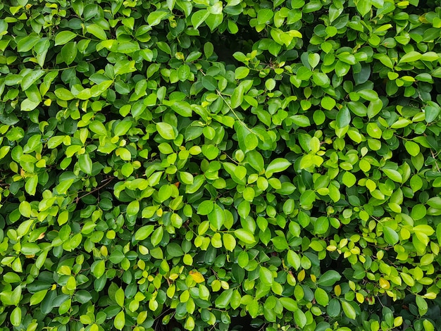 Mur De Feuilles Vertes Naturelles. Abstrait De Feuilles Vertes Naturelles.