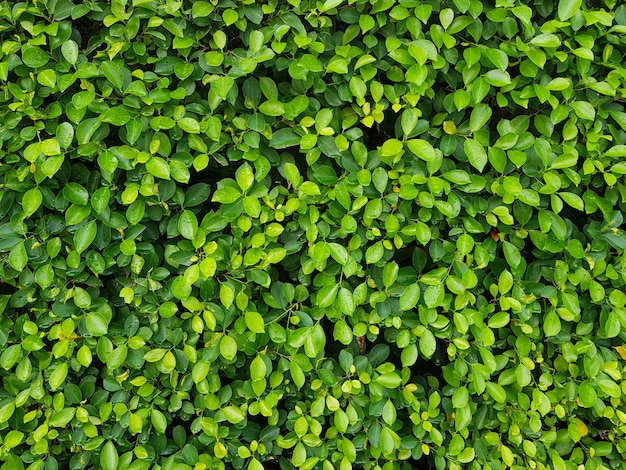 Mur de feuilles vertes naturelles. L'arrière-plan de feuilles vertes naturelles.